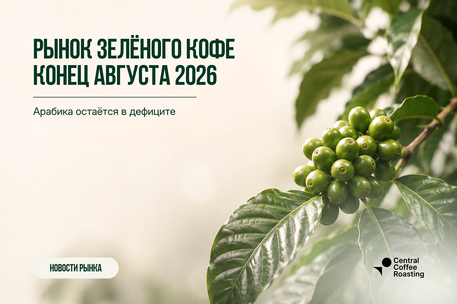 Рынок зеленого кофе: 34 неделя 2026 | Green Coffee Hub