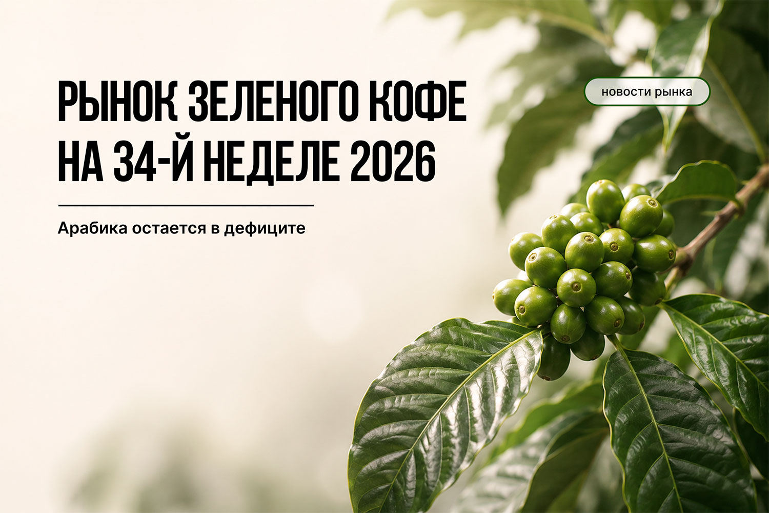 Рынок зеленого кофе: 34 неделя 2026 | Green Coffee Hub