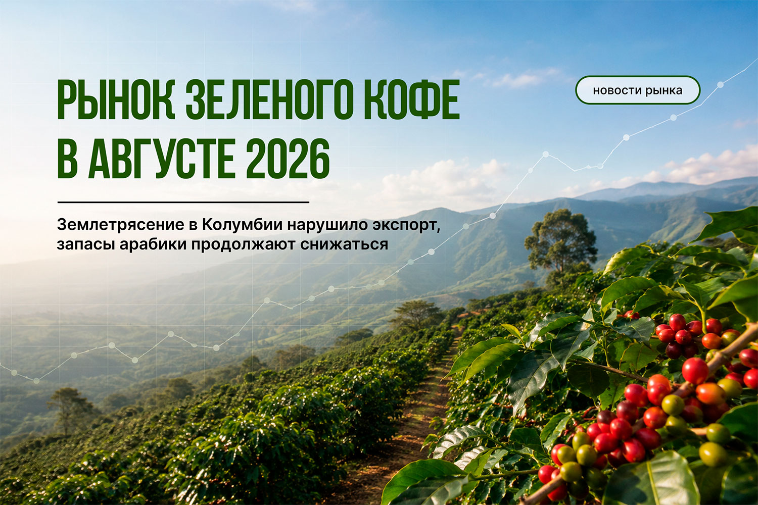 Рынок кофе в августе 2026: арабика, робуста и Колумбия | Green Coffee Hub