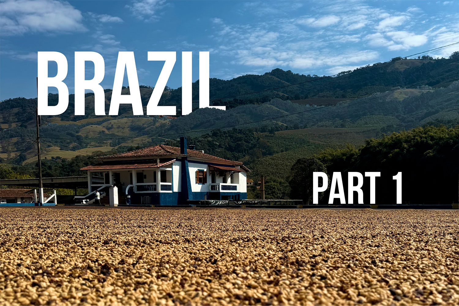 Green Coffee from Brazil: How We Choose Lots at CarmoCoffees