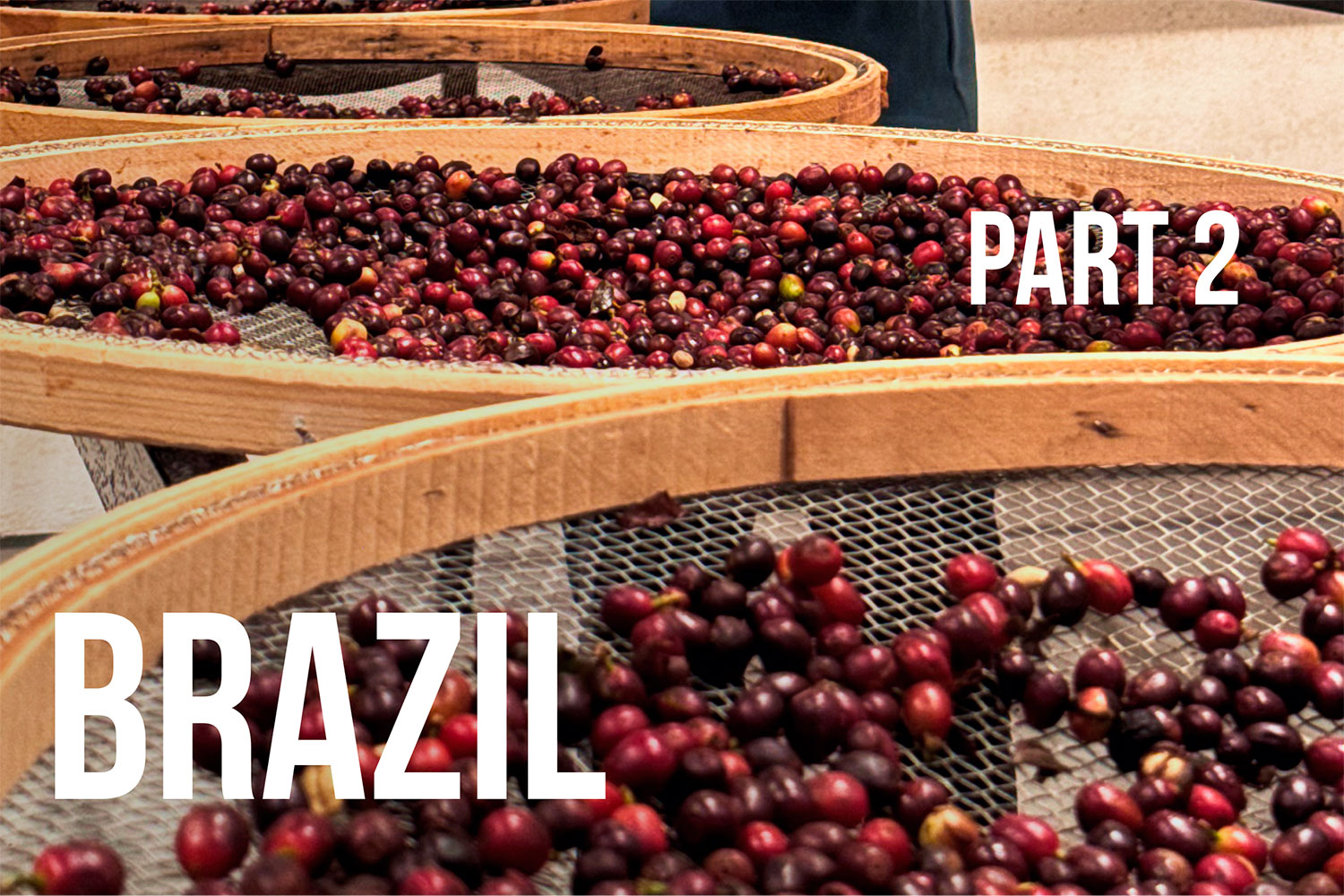 Fermenting Green Coffee at Fazenda IP: Specialty from Brazil