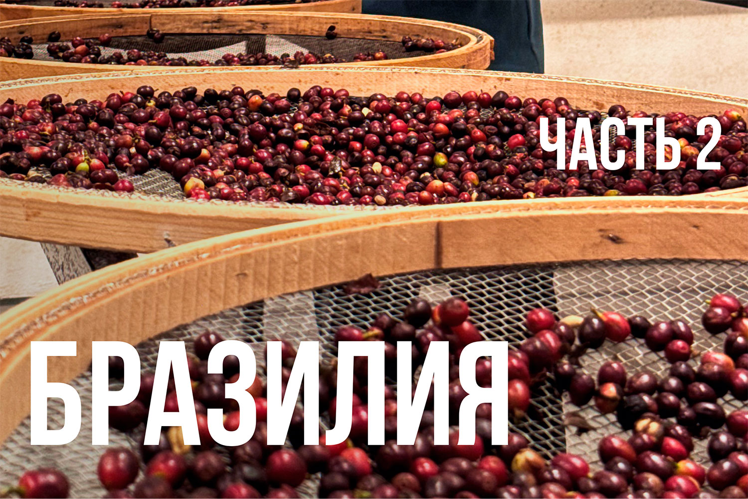 Ферментация зелёного кофе на Fazenda IP: спешалти из Бразилии
